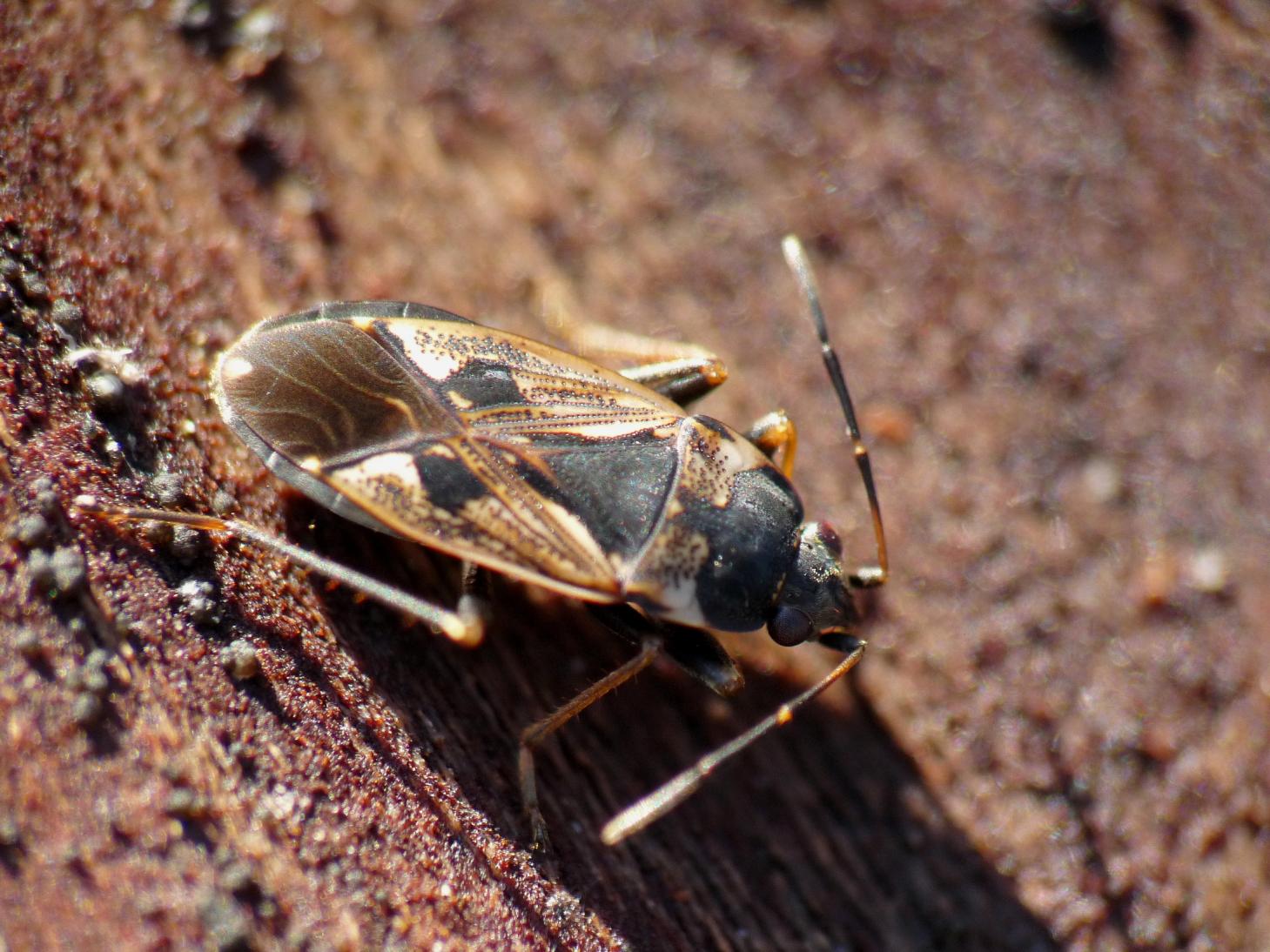 Sotto la corteccia: Rhyparochromus vulgaris a Roma